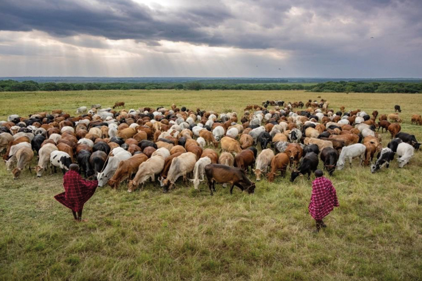 The Savory Institute’s Kenya Mara program supports a return to traditional herding practices, promoting greater sustainability and local land regeneration.